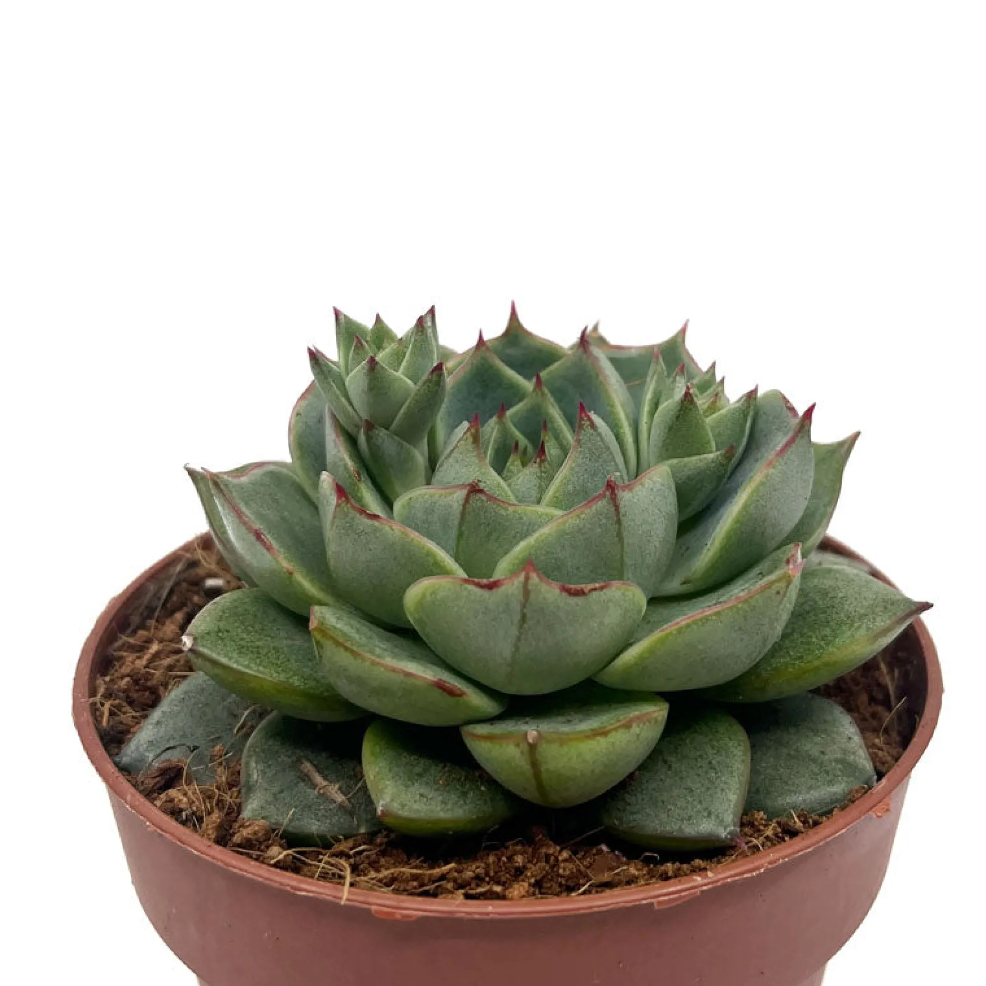 Echeveria Fabiola Cactus Y Suculentas M8,5 cm Ø