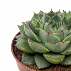 Echeveria Fabiola Cactus Y Suculentas M8,5 cm Ø
