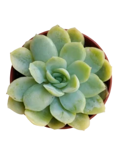 Echeveria Gilva X Laui Ø5 Planta Suculenta Natural