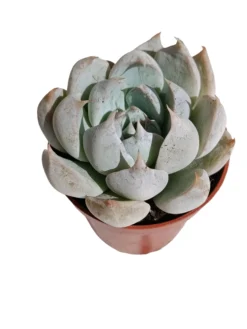 Echeveria Hibrida Nueva 2026 Planta Suculenta Natural Ø5