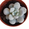 Echeveria Laui Planta Suculenta Ø5