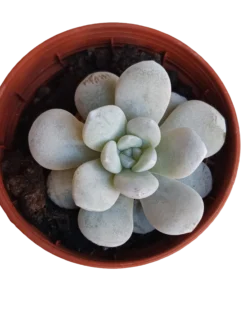 Echeveria Laui Planta Suculenta Ø5