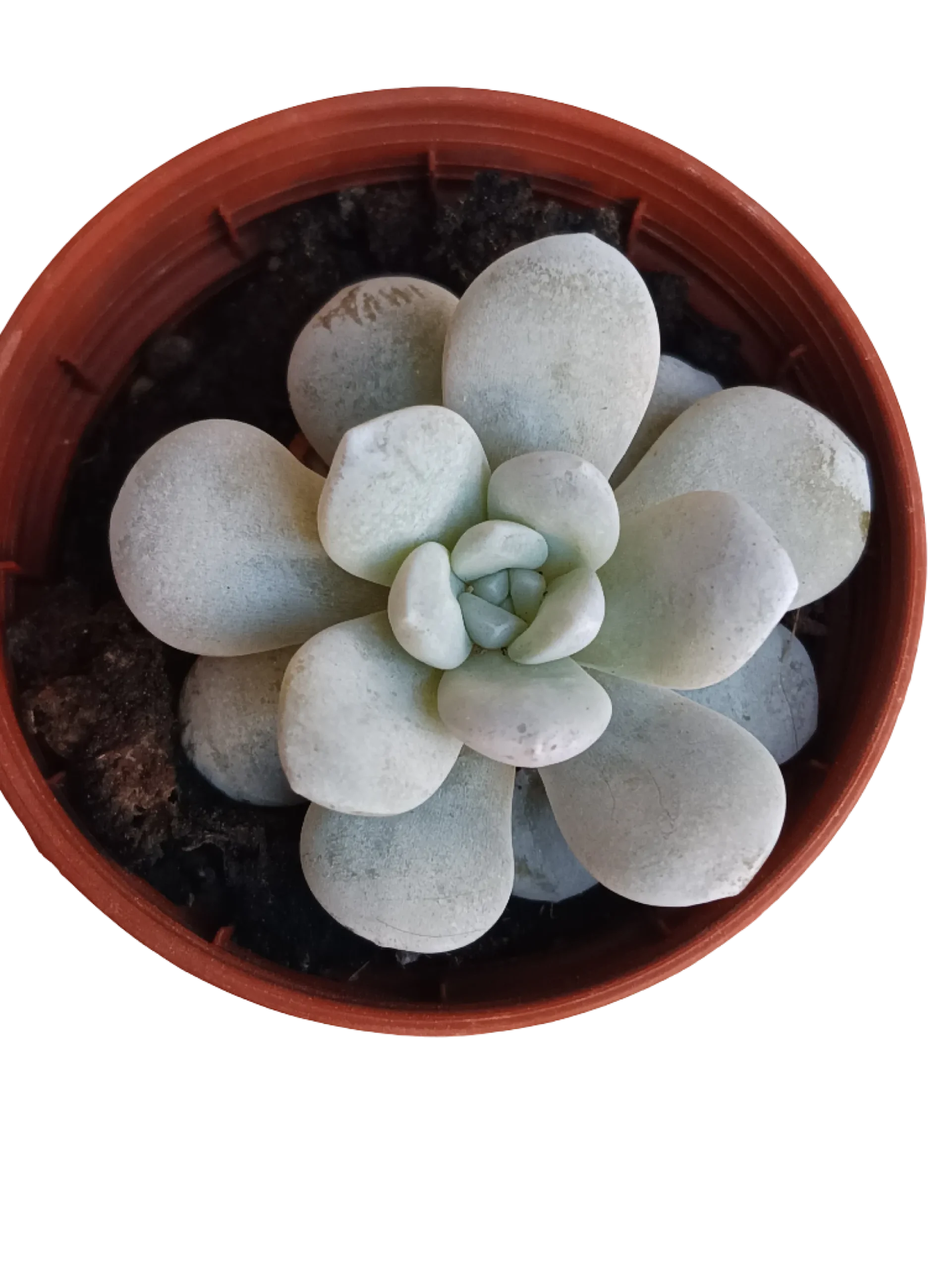 Echeveria Laui Planta Suculenta Ø5