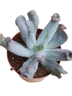 Echeveria Linguas Ø13 Planta Suculenta