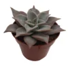 Echeveria Madiva Suculenta Exótica Para Jardinería Y Decoración Interior