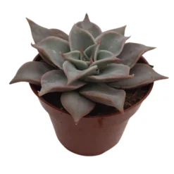 Echeveria Madiva Suculenta Exótica Para Jardinería Y Decoración Interior