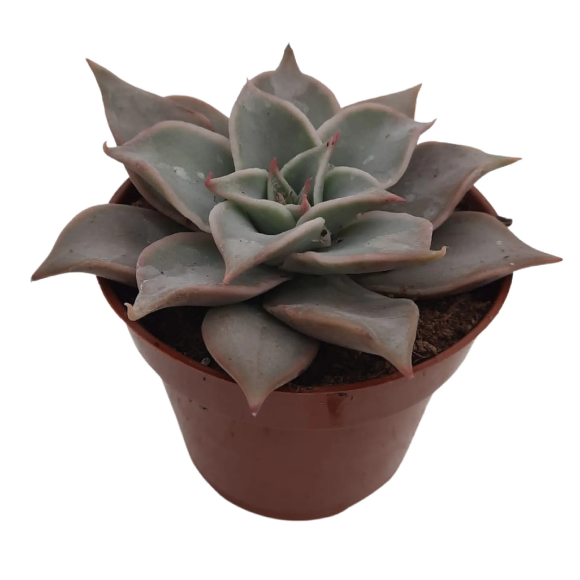 Echeveria Madiva Suculenta Exótica Para Jardinería Y Decoración Interior