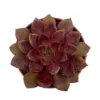 Echeveria Mina Cactus Y Suculentas M8,5 cm Ø