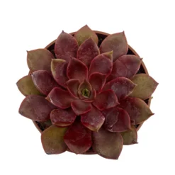 Echeveria Mina Cactus Y Suculentas M8,5 cm Ø