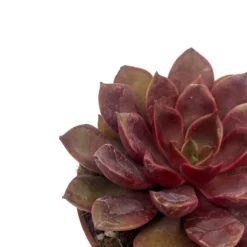 Echeveria Mina Cactus Y Suculentas M8,5 cm Ø