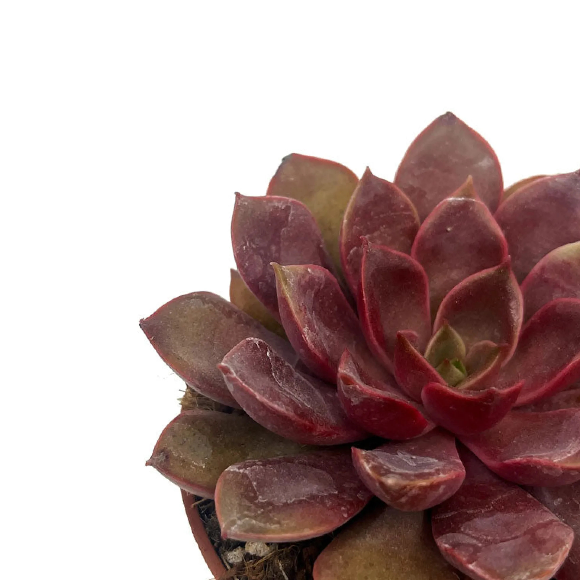 Echeveria Mina Cactus Y Suculentas M8,5 cm Ø