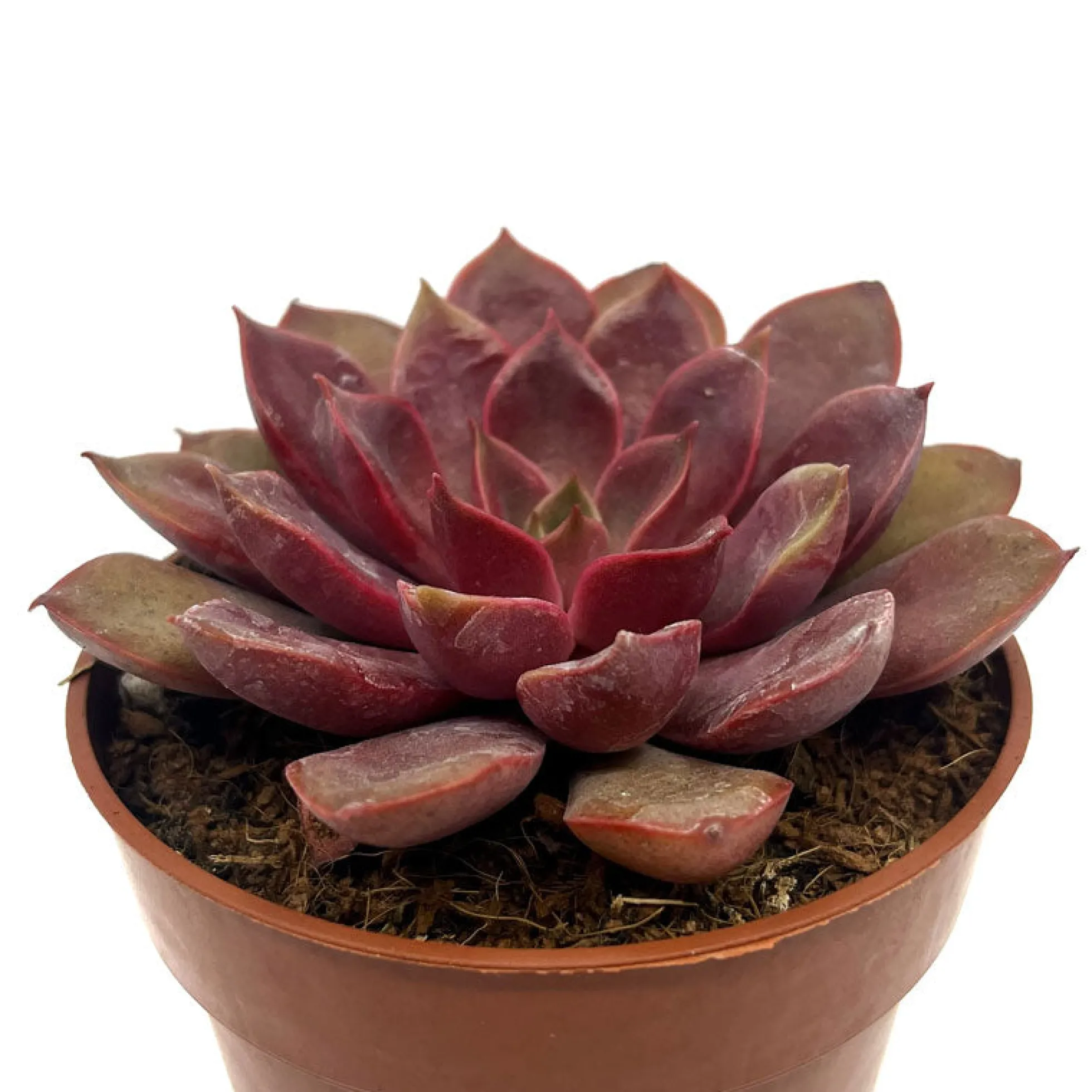 Echeveria Mina Cactus Y Suculentas M8,5 cm Ø
