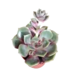 Echeveria Mont Ø5 Planta Suculenta De Sol