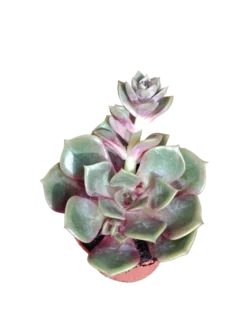 Echeveria Mont Ø5 Planta Suculenta De Sol