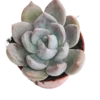 Echeveria Silver Queen Ø5 Planta Suculenta