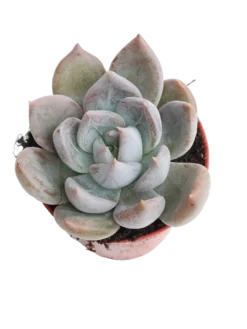 Echeveria Silver Queen Ø5 Planta Suculenta