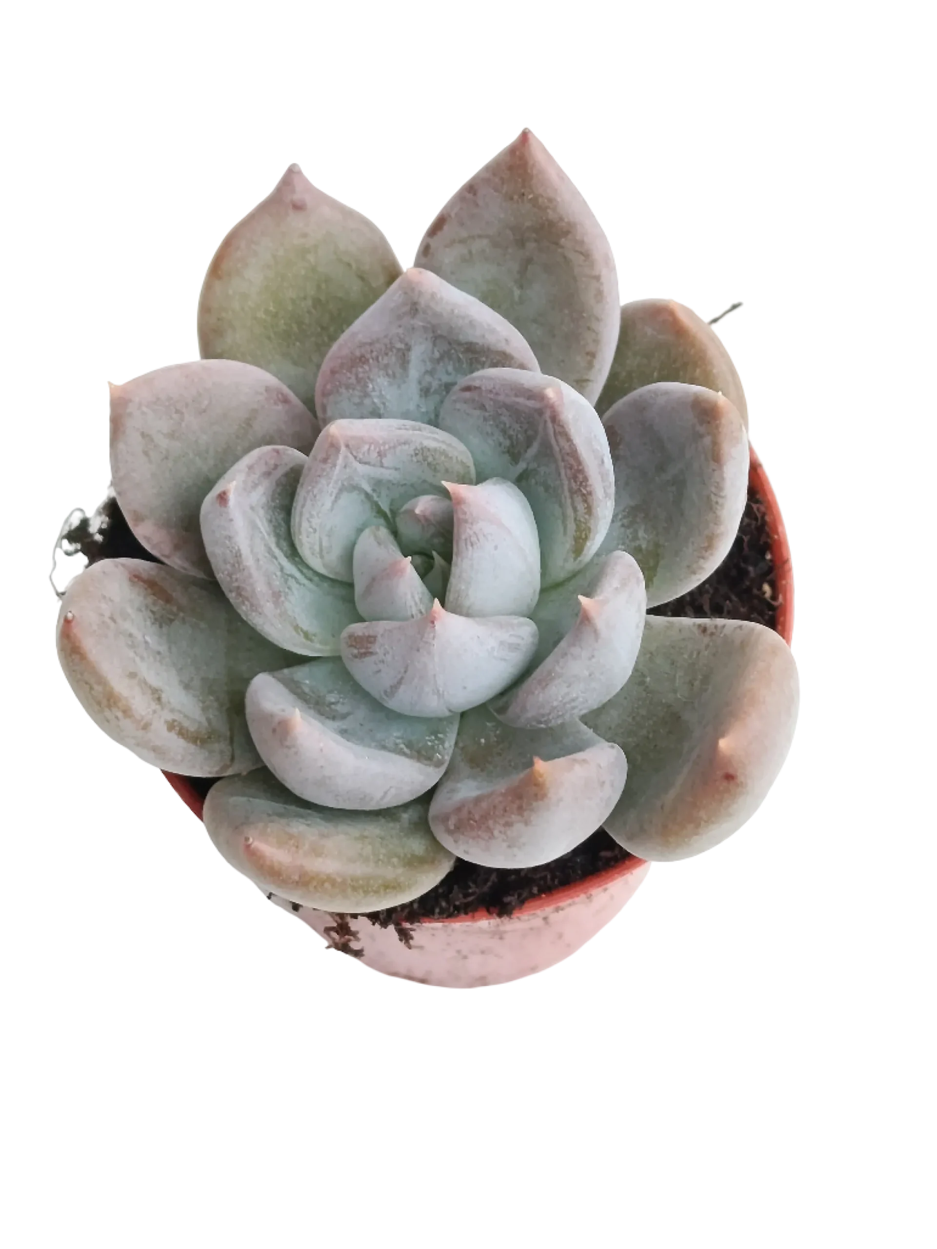 Echeveria Silver Queen Ø5 Planta Suculenta