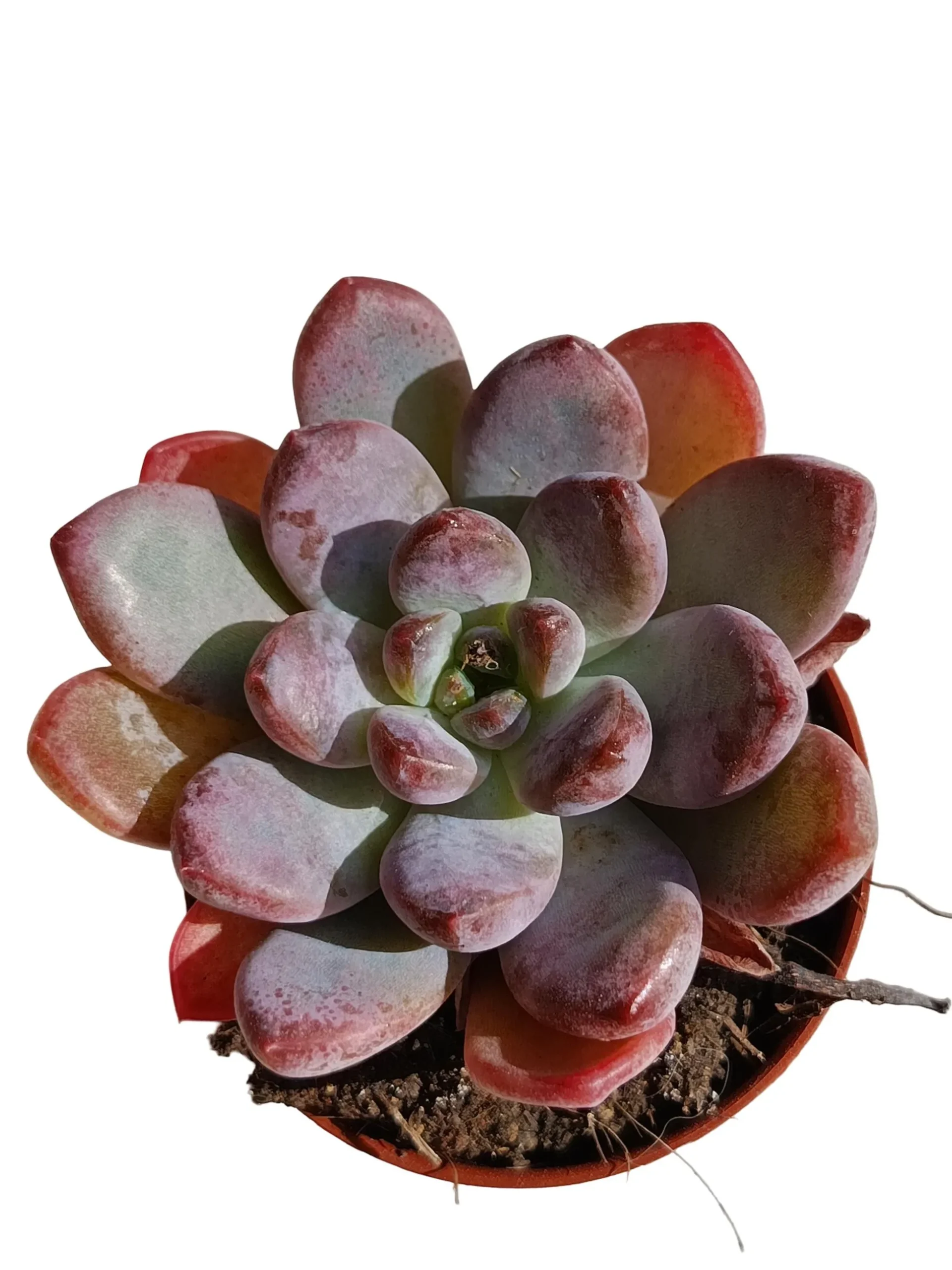 Echeveria Starmark Planta Suculenta Natural Ø5