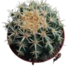 Echinocactus Brevispinnus Planta Cactus Ø8