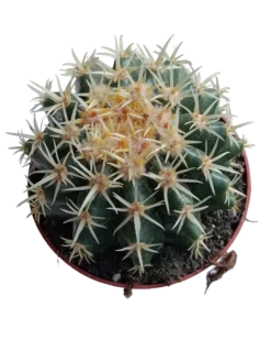 Echinocactus Brevispinnus Planta Cactus Ø8