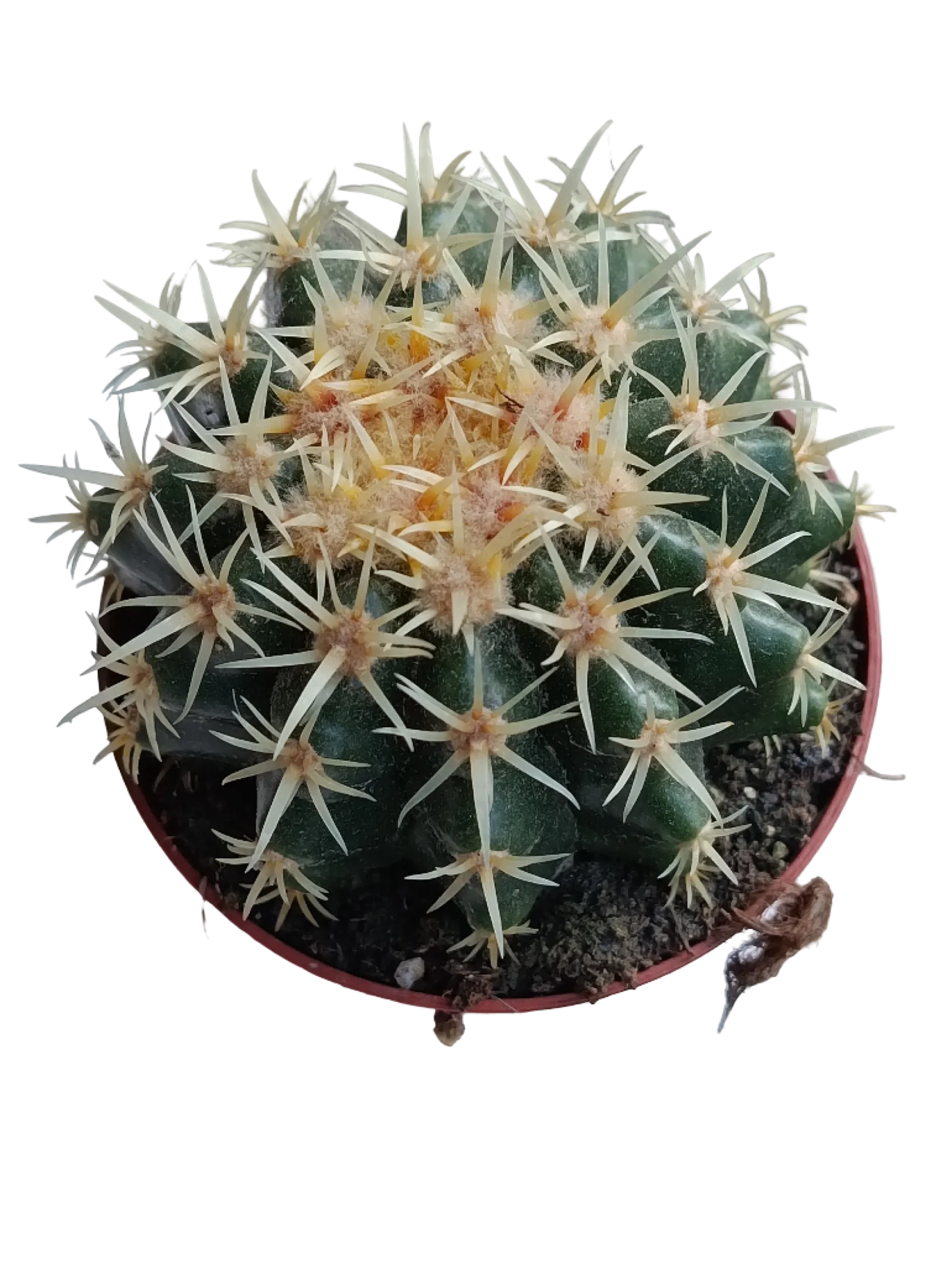 Echinocactus Brevispinnus Planta Cactus Ø8