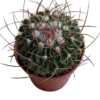 Echinocactus Multicostatus Planta Cactus Ø8