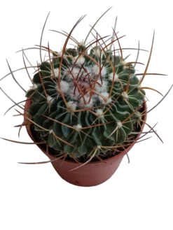 Echinocactus Multicostatus Planta Cactus Ø8