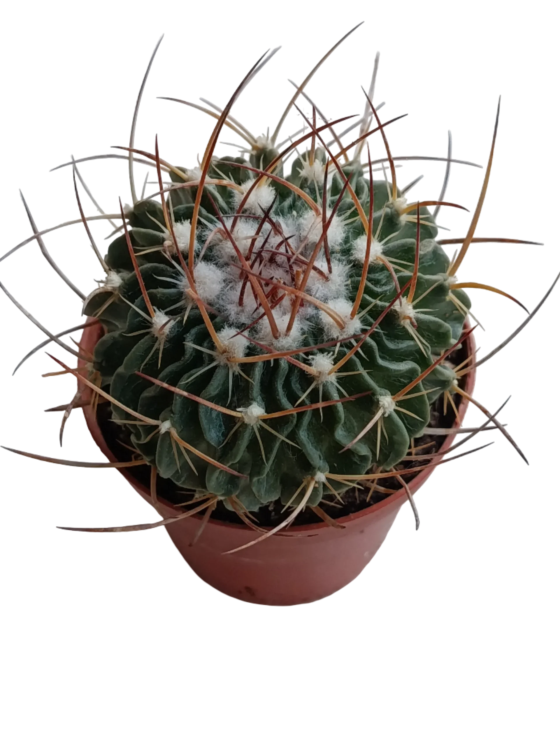 Echinocactus Multicostatus Planta Cactus Ø8