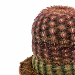 Echinocereus Rigidissimus Ssp. Rubispinus Cactus Y Suculentas M8,5 cm Ø
