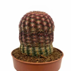 Echinocereus Rigidissimus Ssp. Rubispinus Cactus Y Suculentas M8,5 cm Ø