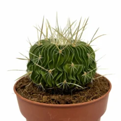 Echinofossulocactus Multicostatus Cactus Y Suculentas M8,5 cm Ø