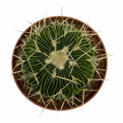 Echinofossulocactus Multicostatus Cactus Y Suculentas M8,5 cm Ø