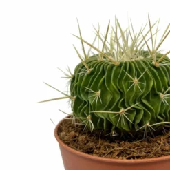 Echinofossulocactus Multicostatus Cactus Y Suculentas M8,5 cm Ø