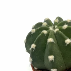 Echinopsis Subdenudata Cactus Y Suculentas