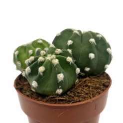 Echinopsis Subdenudata Cactus Y Suculentas