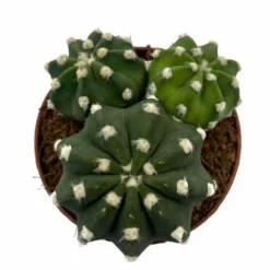 Echinopsis Subdenudata Cactus Y Suculentas