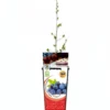 Endrino En Maceta 2 L. Natural - Fitoralia