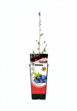 Endrino En Maceta 2 L. Natural - Fitoralia