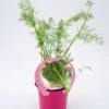 Eneldo En Maceta 10,5 Cm. Natural - Fitoralia