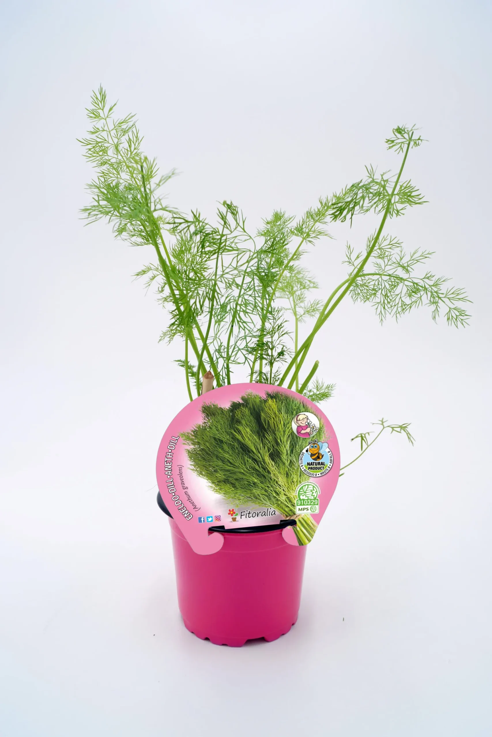 Eneldo En Maceta 10,5 Cm. Natural - Fitoralia