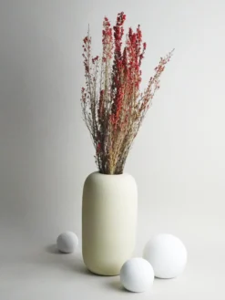 Erica Deliciosa Preservado