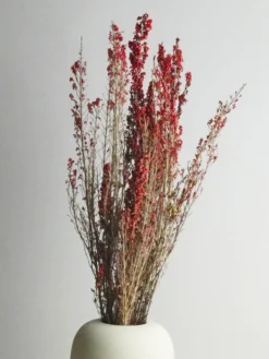 Erica Deliciosa Preservado