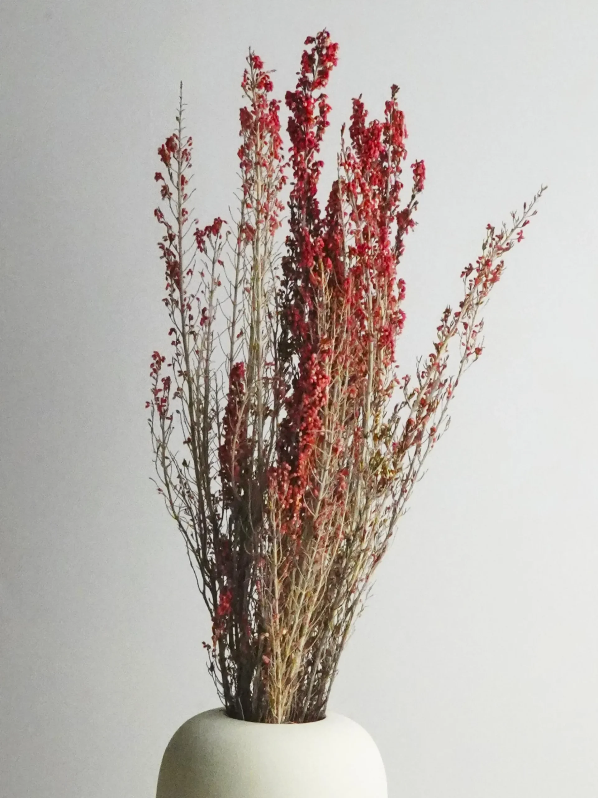 Erica Deliciosa Preservado