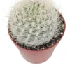 Eriosyce Senilis Planta Suculenta Natural Ø8