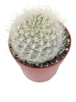 Eriosyce Senilis Planta Suculenta Natural Ø8