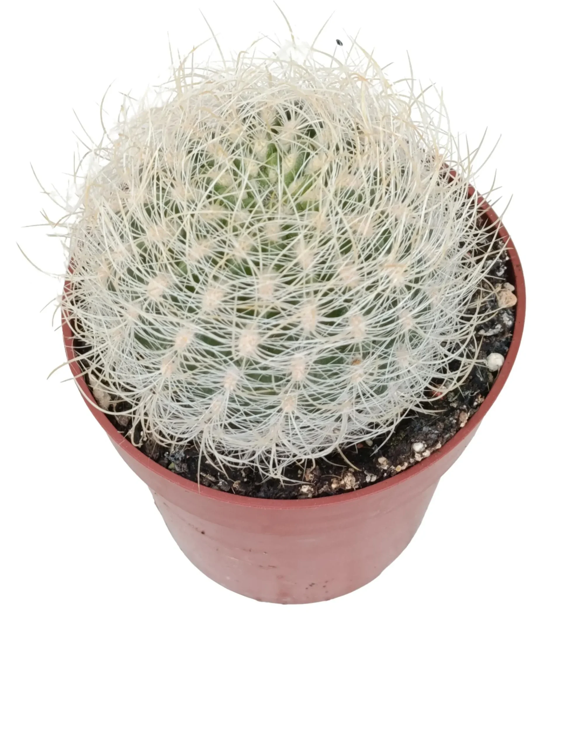 Eriosyce Senilis Planta Suculenta Natural Ø8