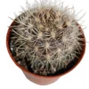 Eriosyce Subgibosa Planta Suculenta Natural Ø5