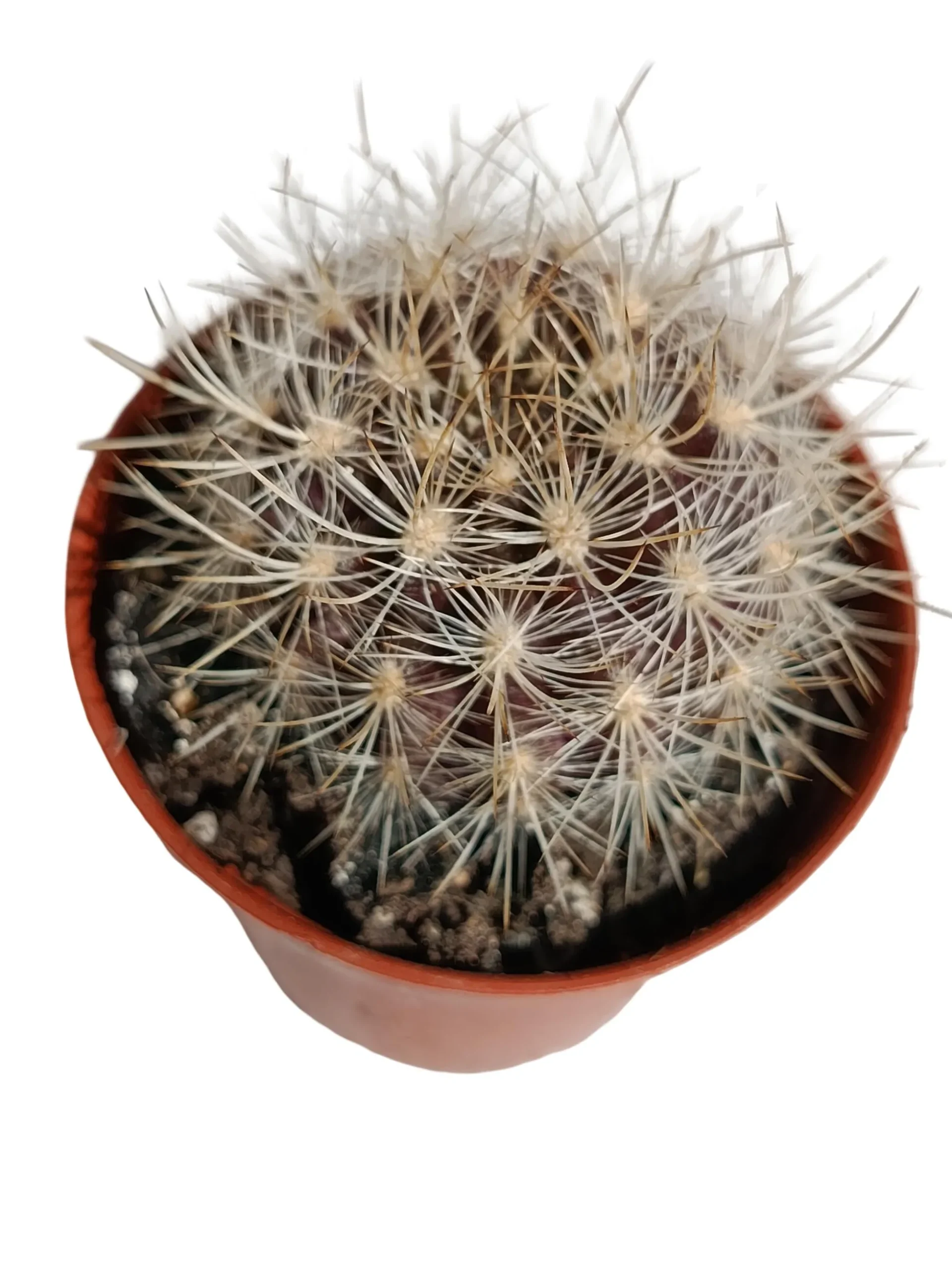 Eriosyce Subgibosa Planta Suculenta Natural Ø5