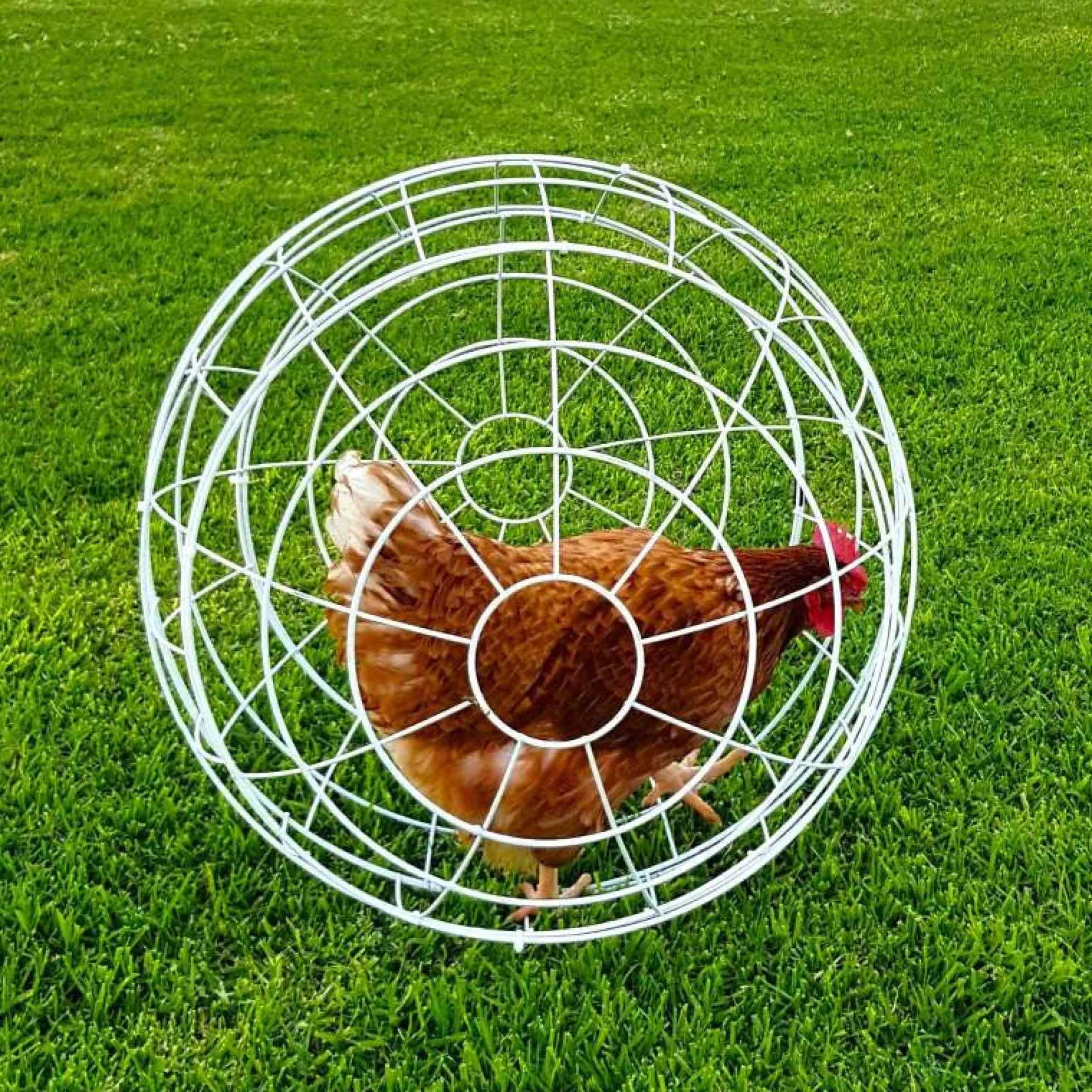 Esfera Para Gallinas Gaun - Ø 55 Cm