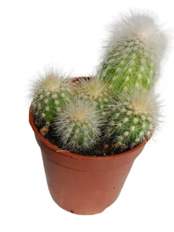 Espostoa Lanata Planta Suculenta Natural Ø5